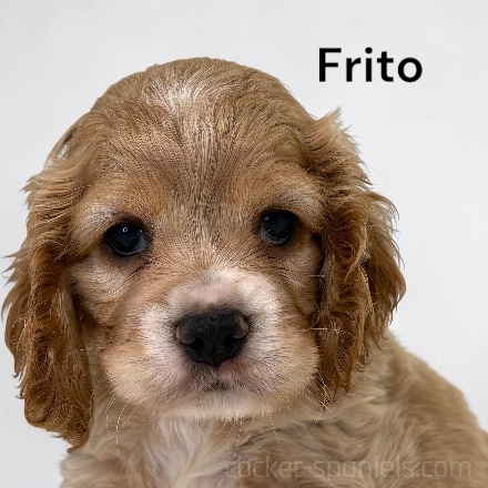 puppy, for, sale, Cocker Spaniel, Joe & Cherri  Overlease, dog, breeder, Miller, MO, dog-breeder, puppy-for-sale, forsale, nearby, find, puppyfind, locator, puppylocator, aca